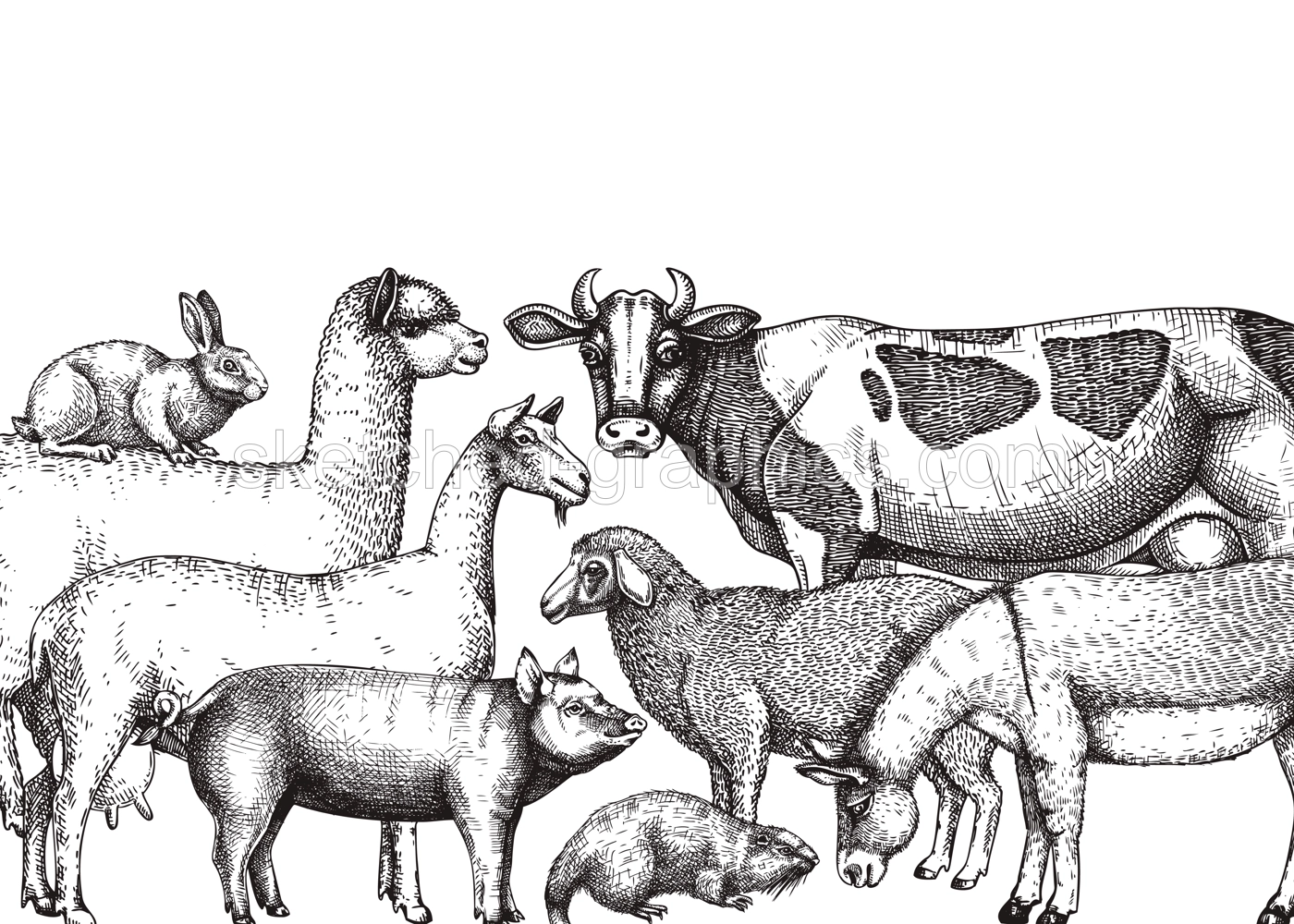 Hand-sketched farm animals vector banner. Cow, lama, donkey, goat, rabbit, sheep and other vintage animals on white background. Farm hand-drawings perfect for label, icon, packaging, banners, books. Illustration